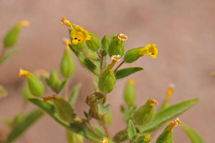 False Monkeyflower is a native annual with small yellow flowers that look similar to Seep Monkey Flower. Mimetanthe pilosa